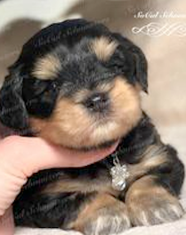 cachorro-bicolor-negro-y-tostado