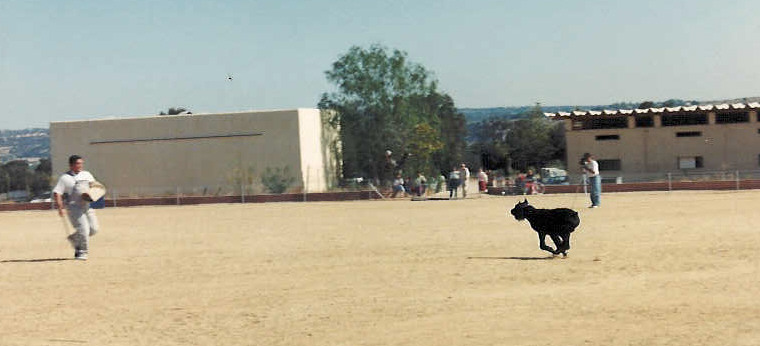 errol-ataque lanzado1-RCI3